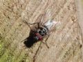 Anthomyia procellaris